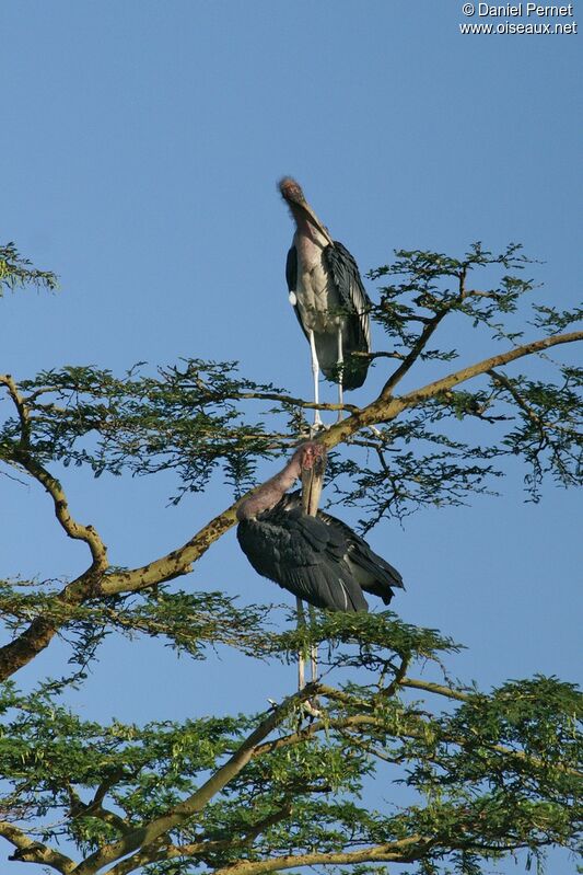 Marabou Storkadult, identification