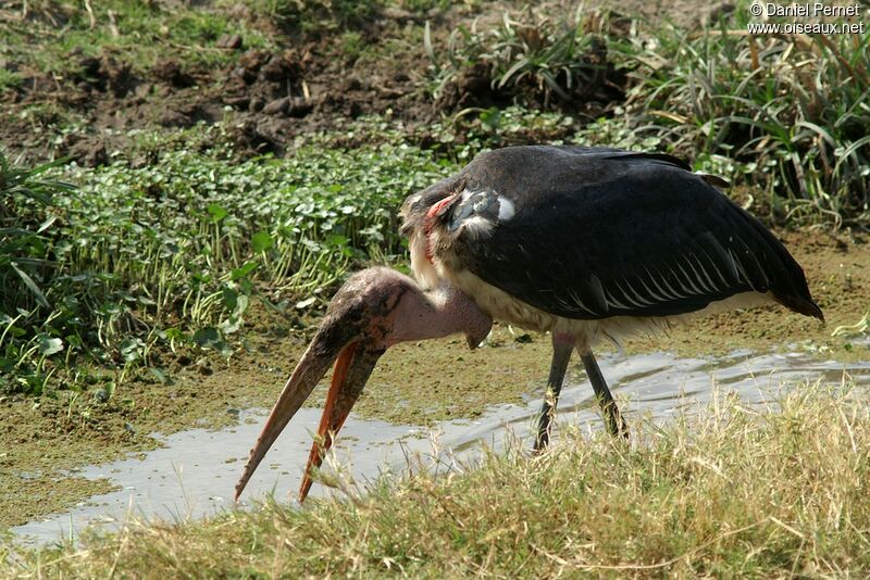 Marabou Storkadult, identification, Behaviour