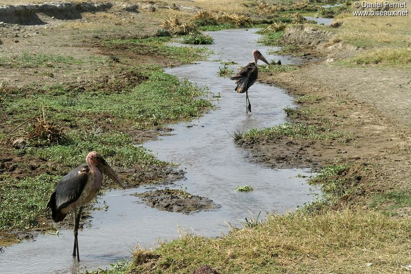 Marabou Storkadult, identification