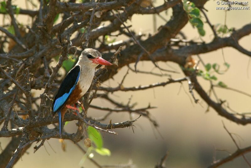 Grey-headed Kingfisher male adult, identification