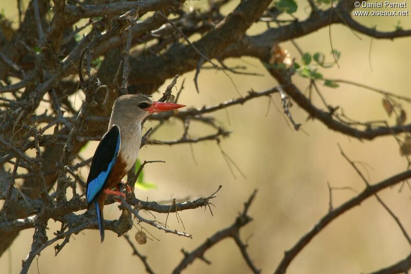 Grey-headed Kingfisher male adult, identification