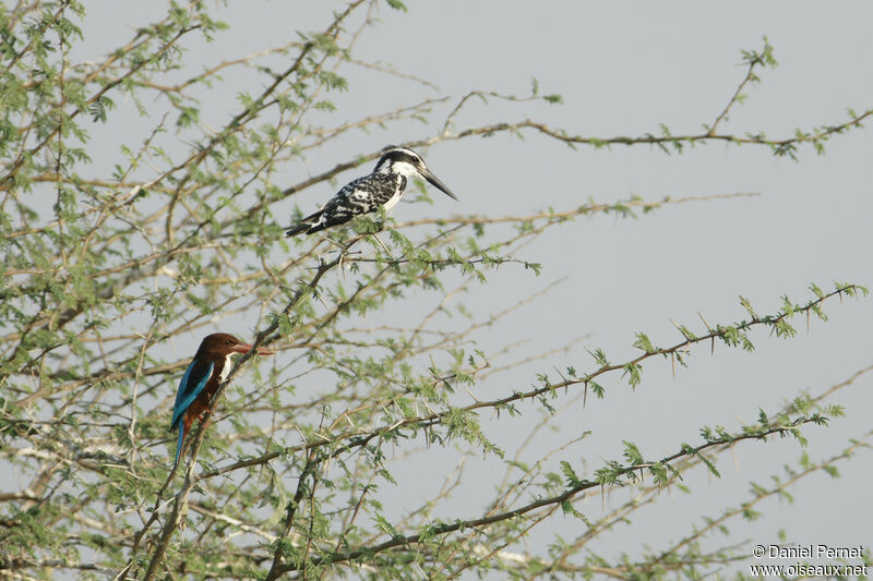 White-throated Kingfisheradult, identification