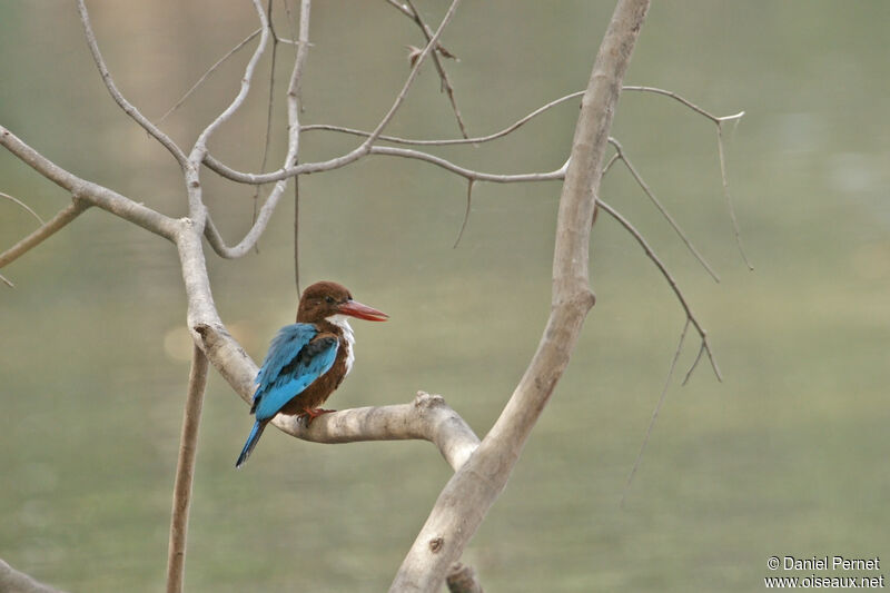 White-throated Kingfisheradult