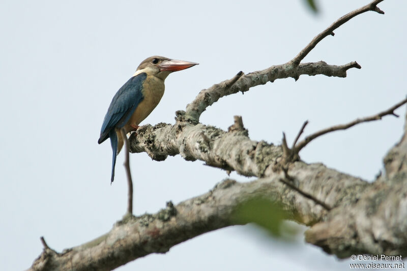 Stork-billed Kingfisheradult