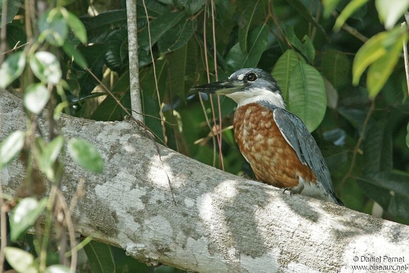 Martin-pêcheur à ventre roux mâle, identification