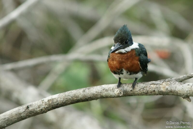 Martin-pêcheur d'Amazonieadulte, identification