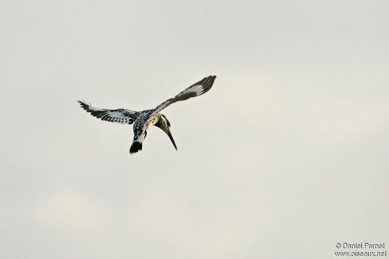 Pied Kingfisheradult, identification, Flight, fishing/hunting