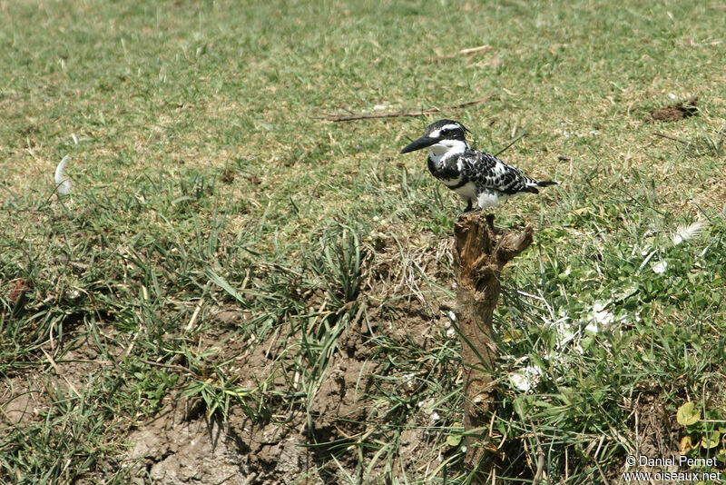 Pied Kingfisheradult, habitat