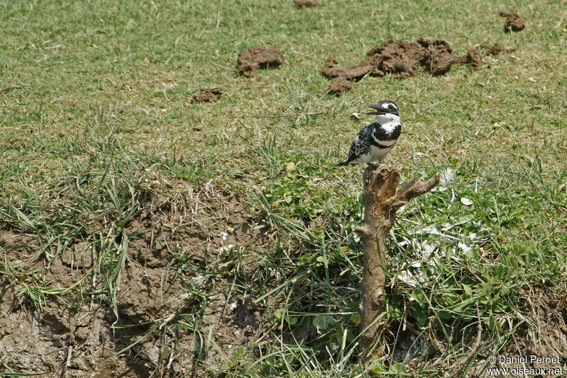 Martin-pêcheur pie, habitat