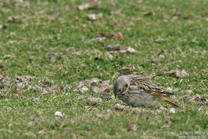 White-bridled Finchadult