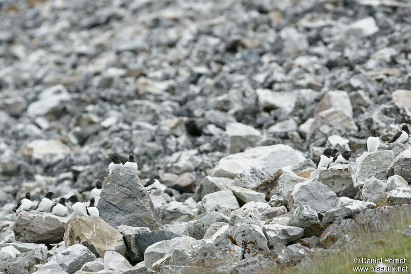 Little Aukadult, habitat, colonial reprod.