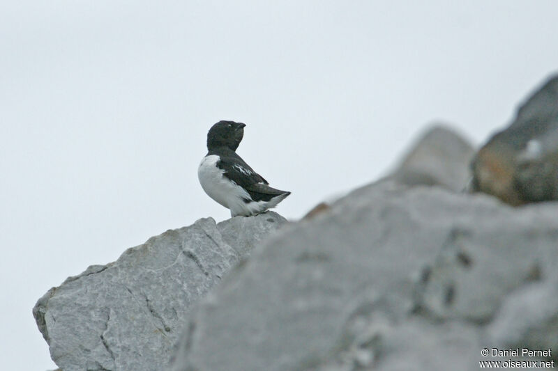 Little Aukadult, habitat, colonial reprod.