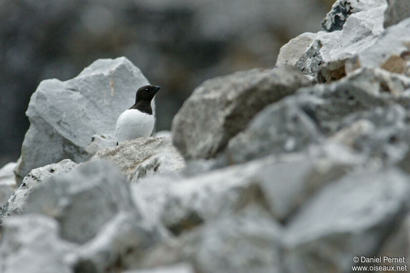 Mergule nainadulte, habitat, r. coloniale