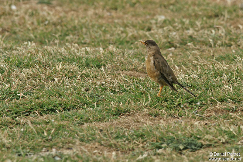 Merle australadulte