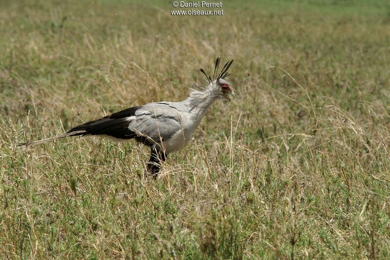 Secretarybirdadult, identification