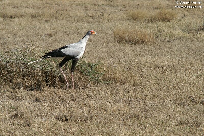 Secretarybirdadult, identification