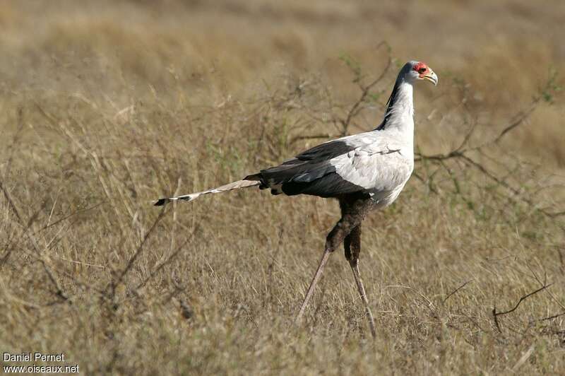 Messager sagittaireadulte, identification