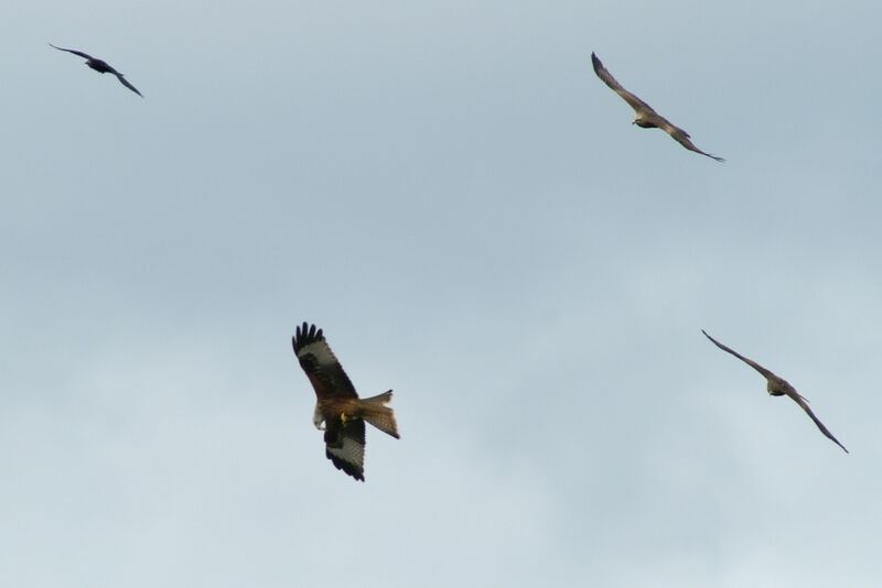 Black Kite