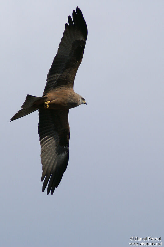 Black Kiteadult, Flight