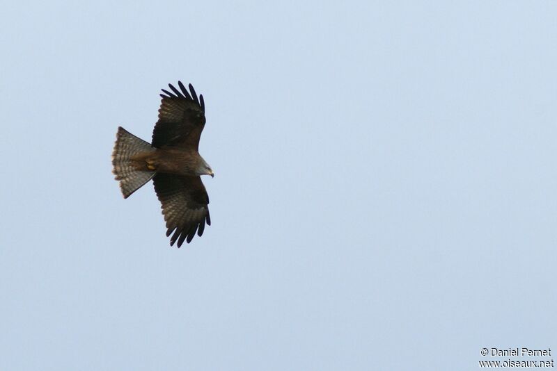 Black Kiteadult, Flight