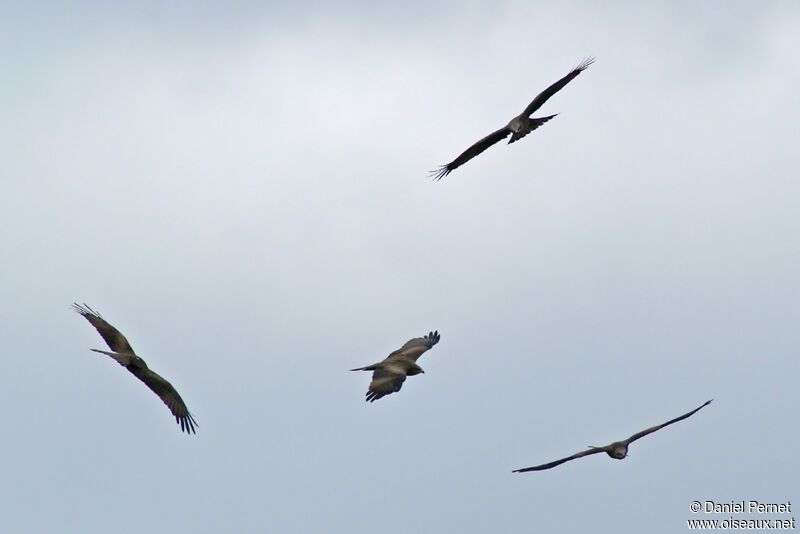 Black Kiteadult, Flight