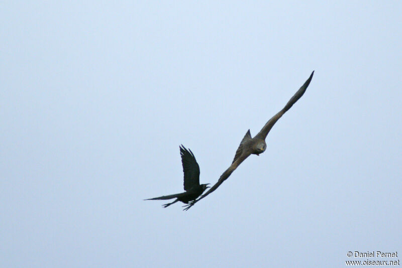 Black Kiteadult, Flight