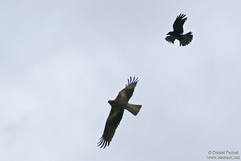 Black Kiteadult, Flight