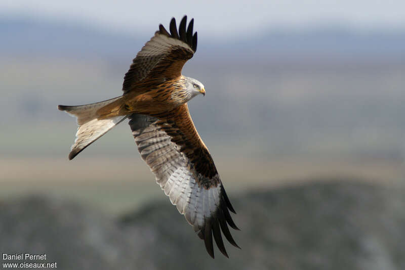 Red Kiteadult breeding, pigmentation, Flight, Behaviour