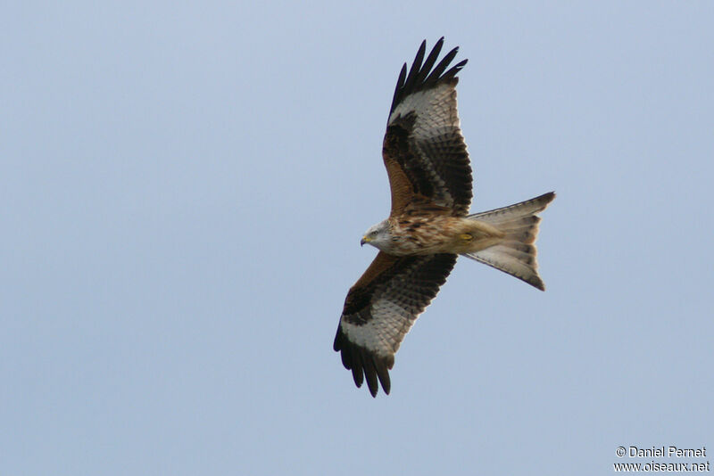 Red Kiteadult, Flight