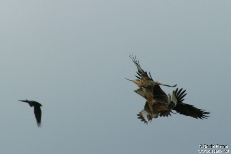 Red Kiteadult, Behaviour