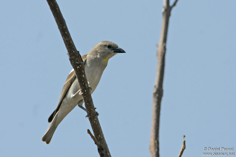 Moineau à gorge jaune mâle adulte, identification