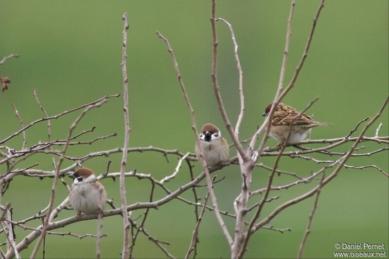 Eurasian Tree Sparrowadult post breeding, identification