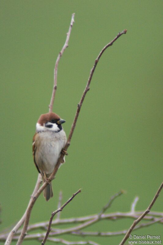 Moineau friquetadulte internuptial, identification