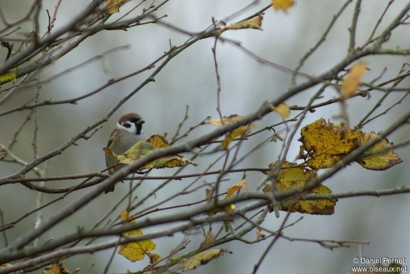 Eurasian Tree Sparrowadult post breeding, identification