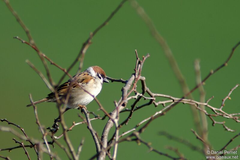 Moineau friquetadulte internuptial, identification