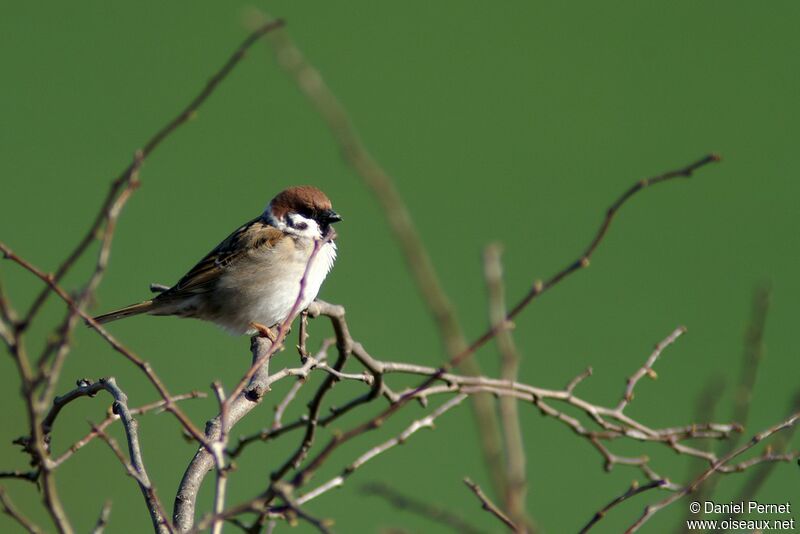 Moineau friquetadulte internuptial, identification