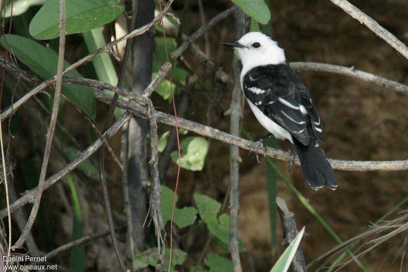 Black-backed Water Tyrantadult, identification, pigmentation