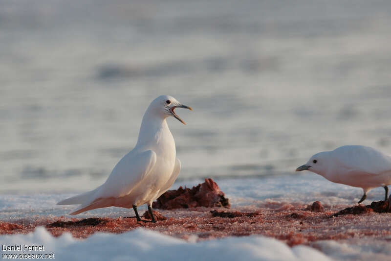 Mouette blancheadulte, Comportement