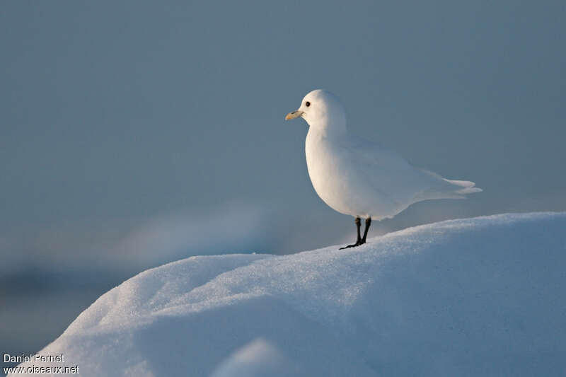 Mouette blancheadulte, habitat, pigmentation