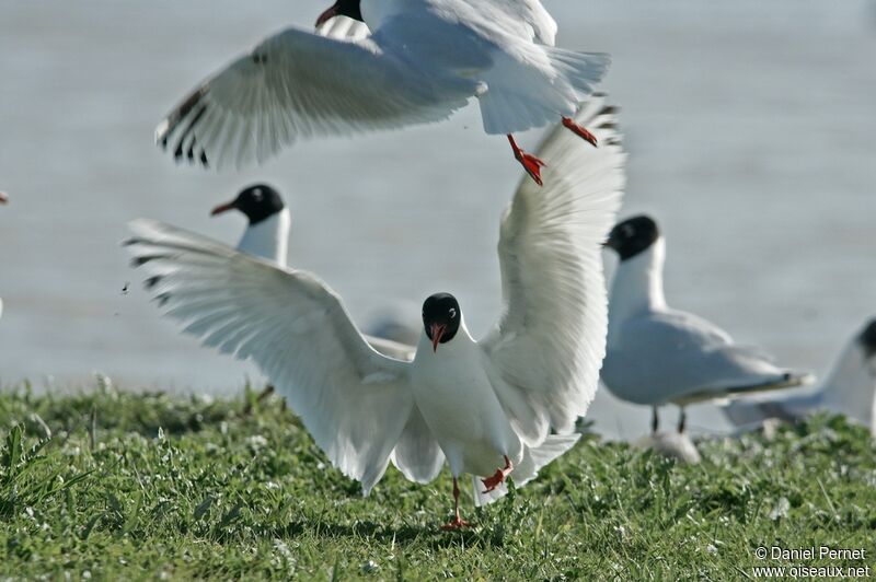 Mediterranean Gull, identification