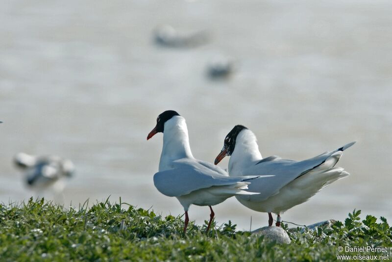 Mouette mélanocéphale, identification, Comportement