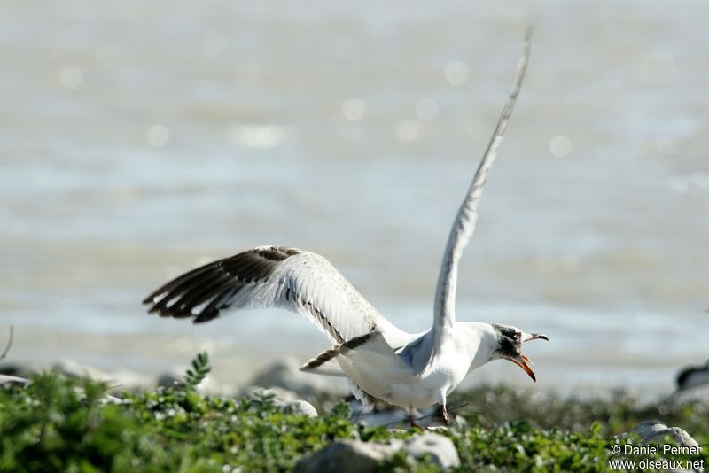 Mediterranean Gullimmature, identification, Behaviour