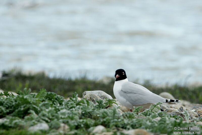 Mouette mélanocéphaleadulte, identification