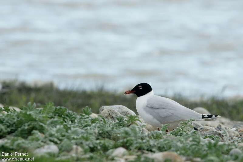 Mouette mélanocéphale3ème année, identification