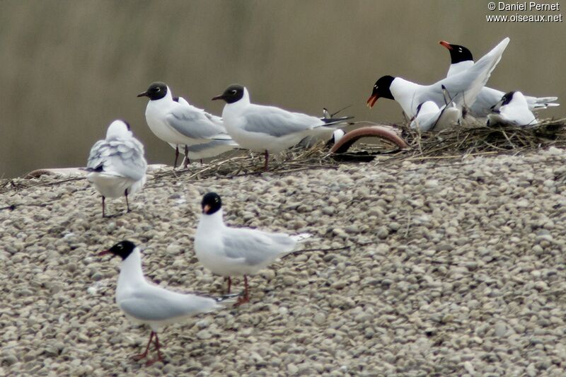 Mouette mélanocéphale adulte, Comportement