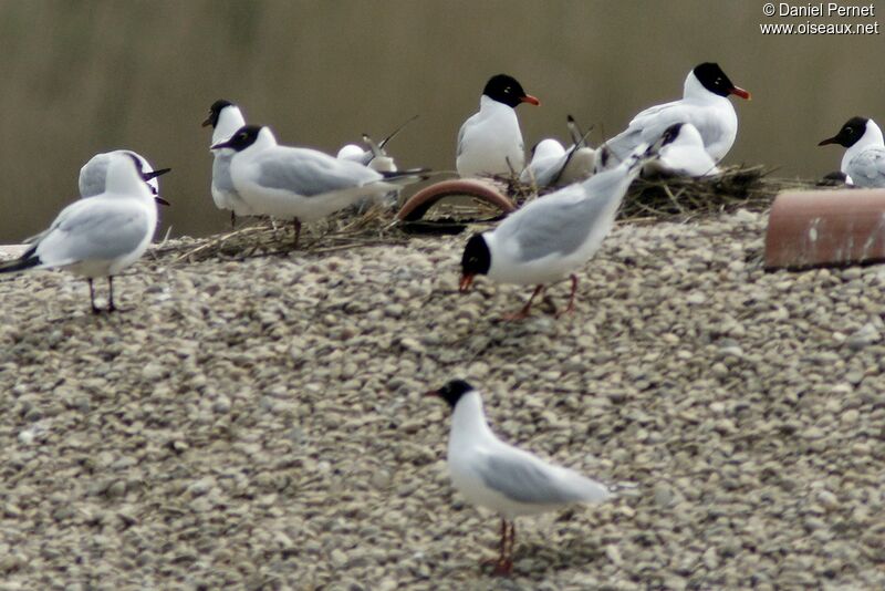 Mouette mélanocéphale adulte, Comportement