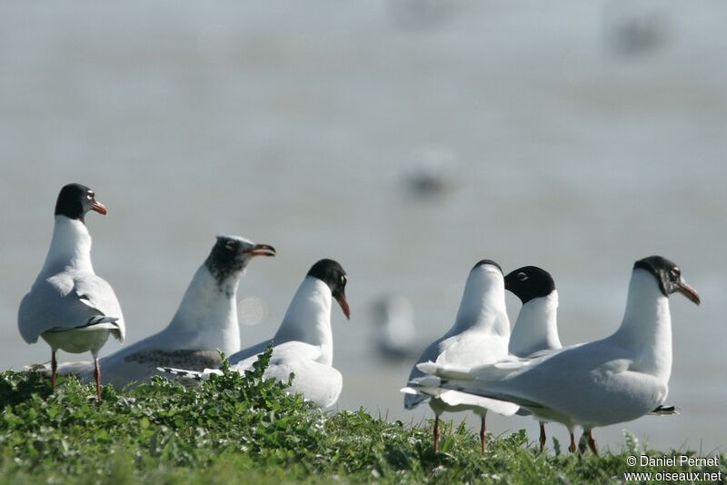 Mediterranean Gull, identification, Behaviour