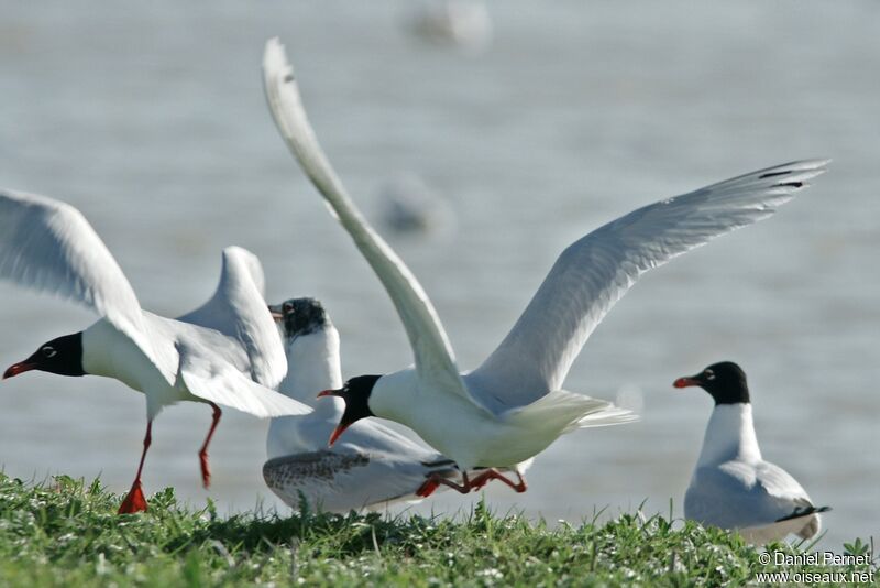 Mediterranean Gull, identification, Behaviour