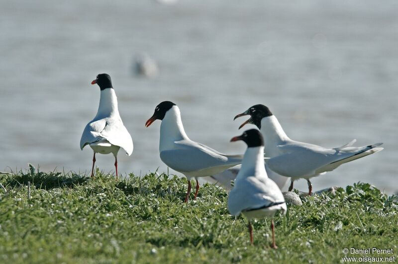 Mouette mélanocéphale, identification, Comportement