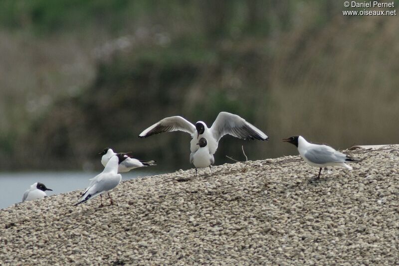 Mouette rieuse adulte, Comportement